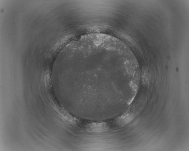 X0000067900314200605111924