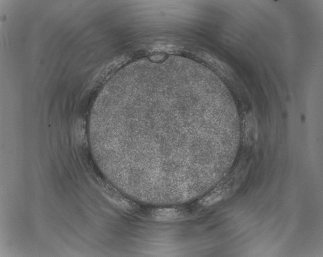 X0000067900361200605111923