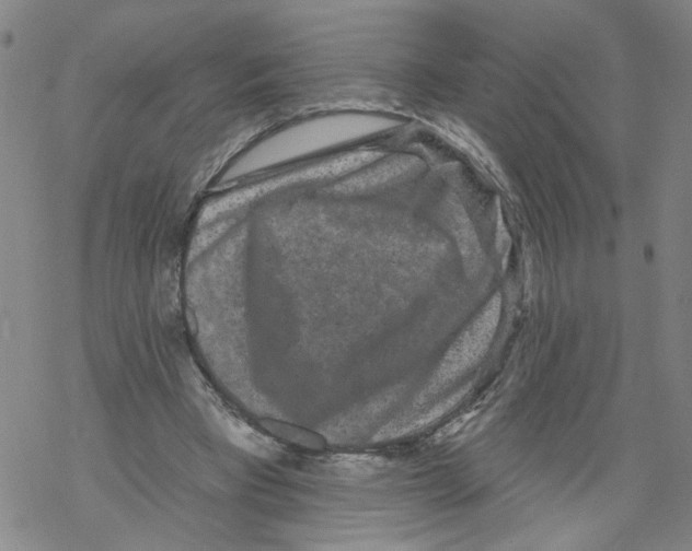 X0000067900393200605111922