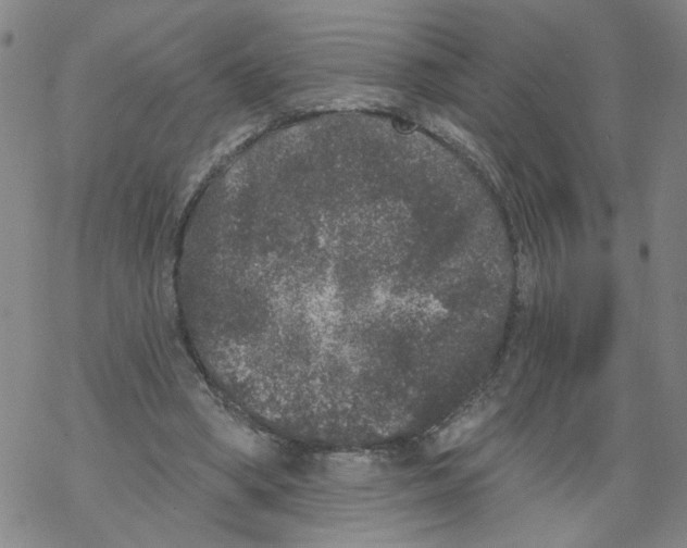 X0000067900394200605111922