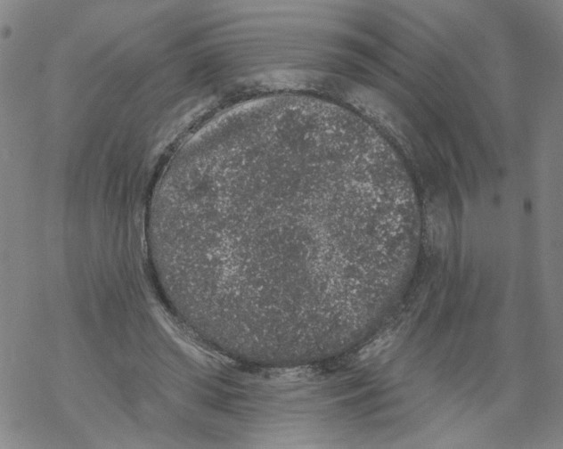 X0000067900398200605111922