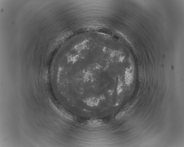 X0000067900451200605111921