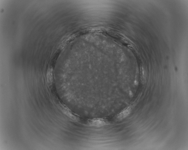 X0000067900475200605111922