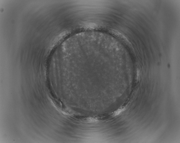 X0000067900496200605111921