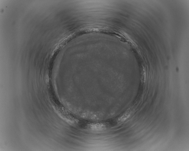 X0000067900500200605111921