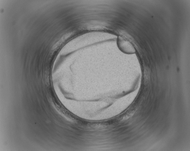 X0000067900533200605111919