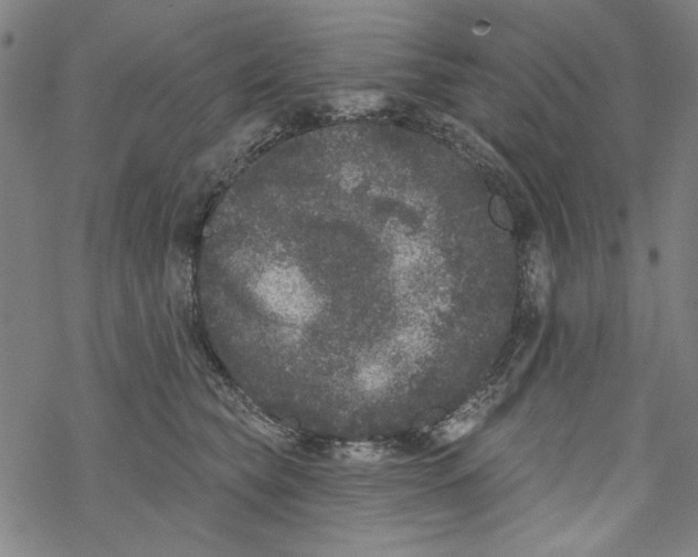 X0000067900565200605111920