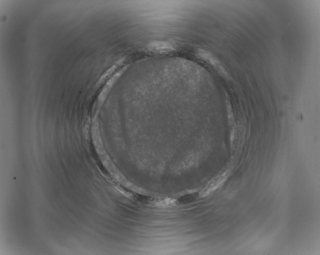 X0000067900576200605111920