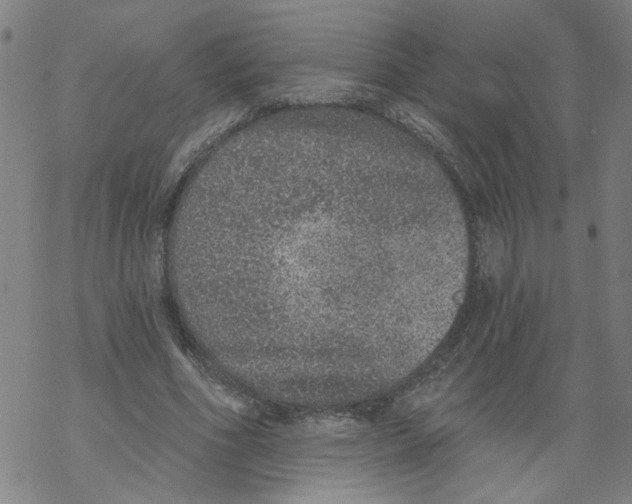 X0000067900586200605111919