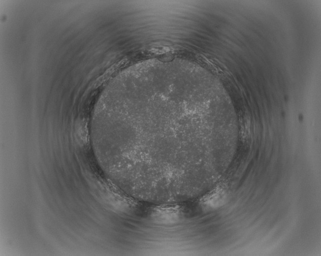 X0000067900606200605111919