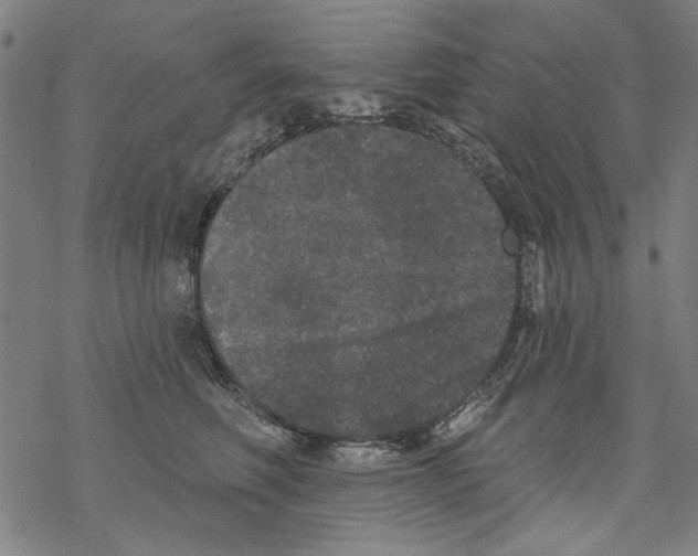 X0000067900614200605111919