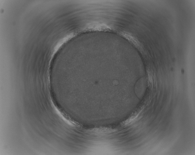 X0000067900630200605111918