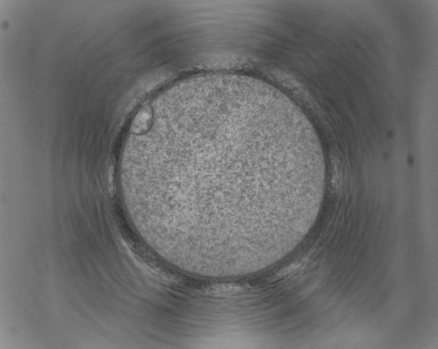 X0000067900636200605111918