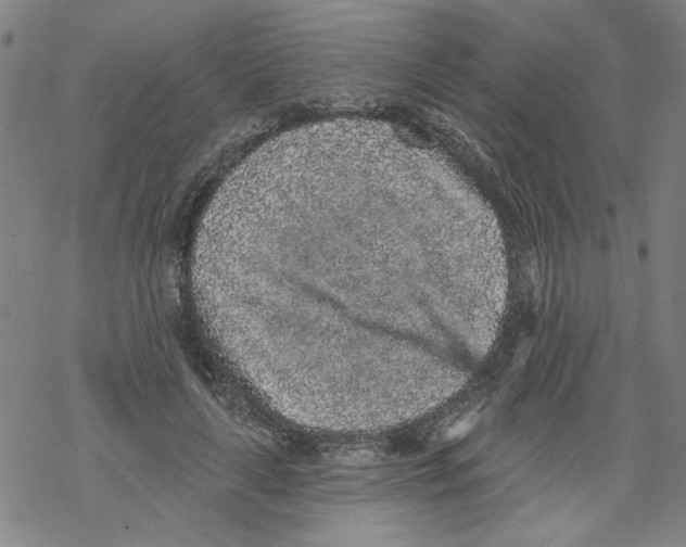 X0000067900643200605111918