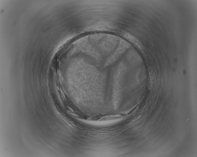 X0000067900680200605111918