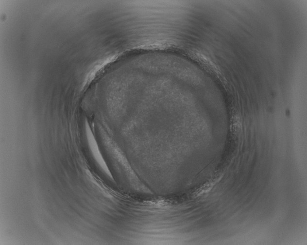 X0000067900688200605111917