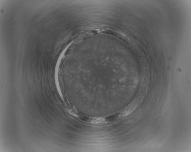 X0000067900720200605111917