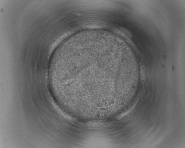 X0000067900725200605111916