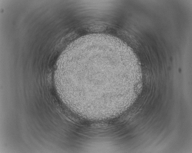 X0000067900745200605111917