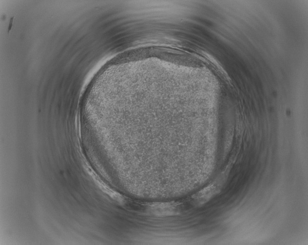 X0000067900796200605111916