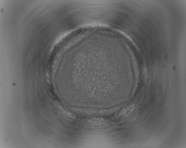 X0000067900823200605111915