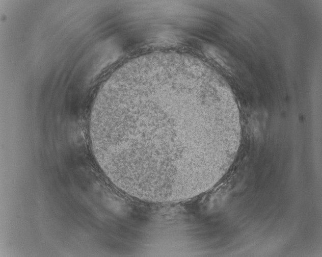 X0000067900824200605111915