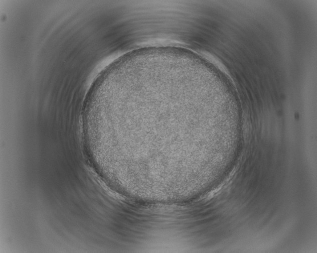 X0000067900831200605111915