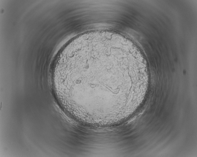 X0000067900835200605111915