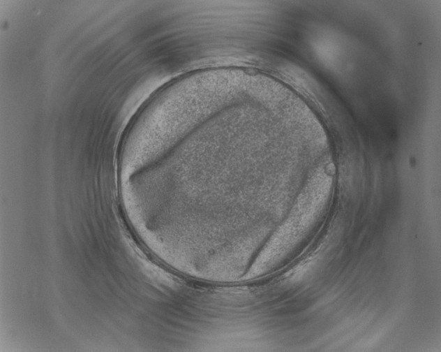 X0000067900844200605111915