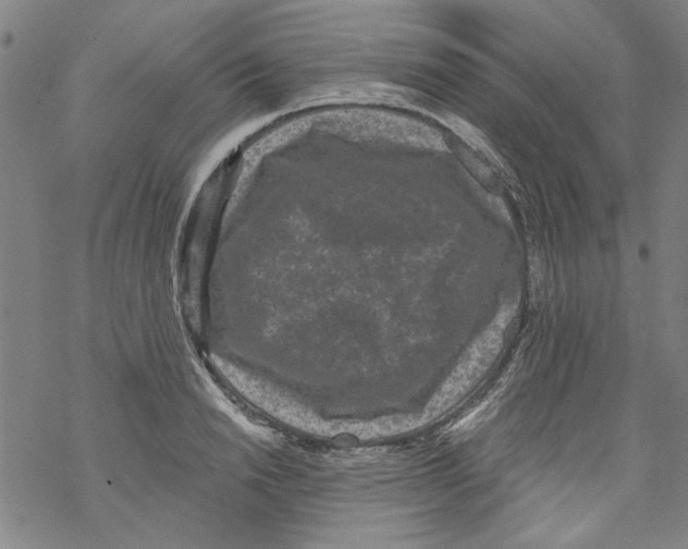 X0000067900846200605111915