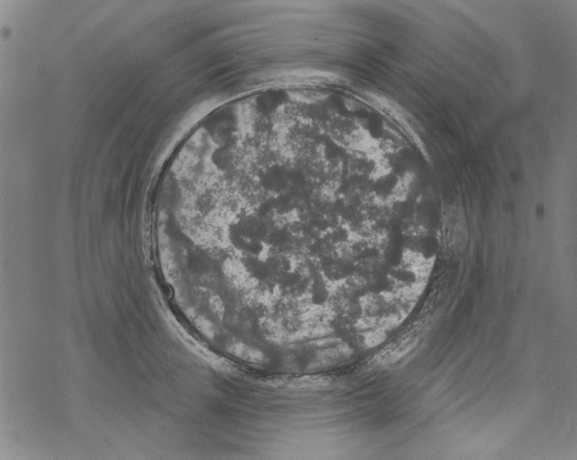 X0000067900851200605111915