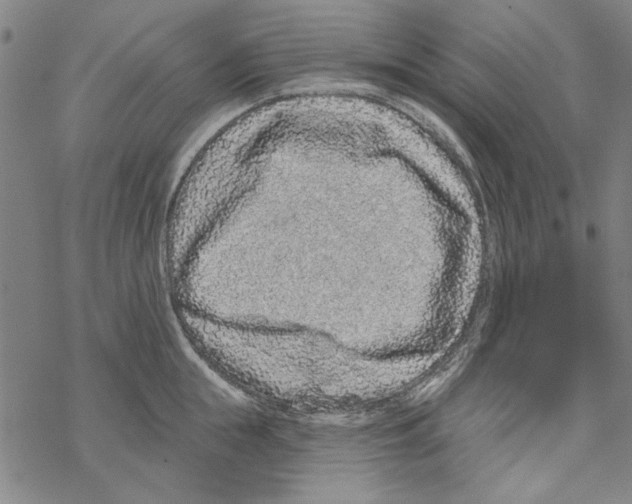 X0000067900855200605111915