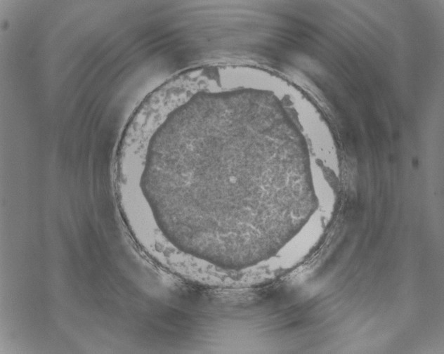 X0000067900856200605111915