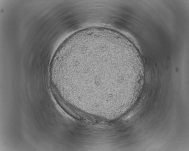 X0000067900903200605111914