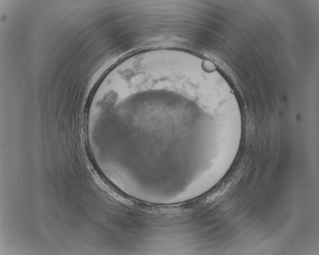 X0000067900941200605111913