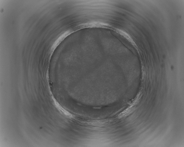 X0000067900946200605111914