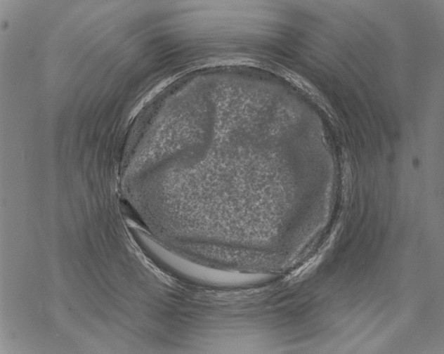 X0000067900985200605111913