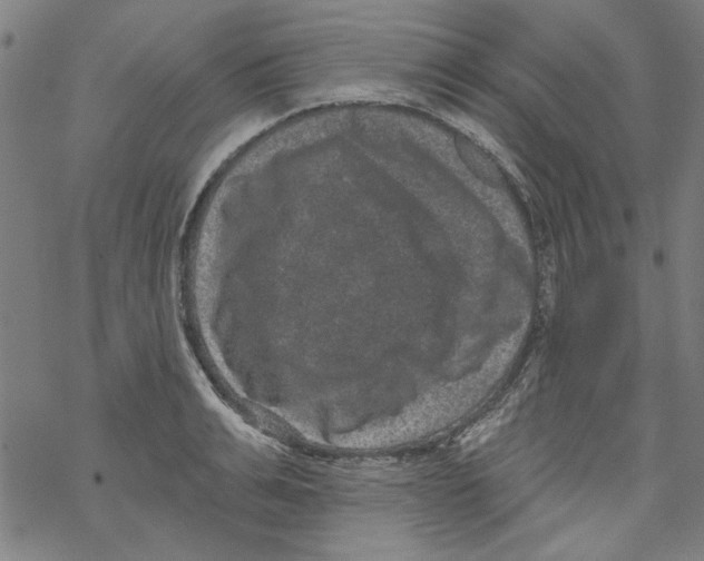 X0000067900991200605111912