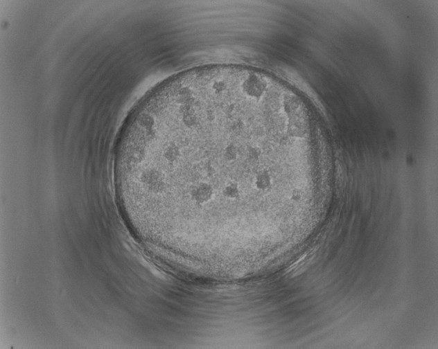 X0000067901035200605111912