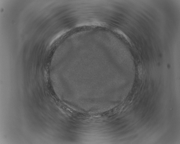 X0000067901064200605111911