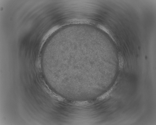 X0000067901074200605111911