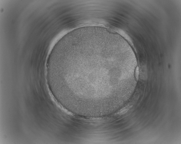 X0000067901096200605111911