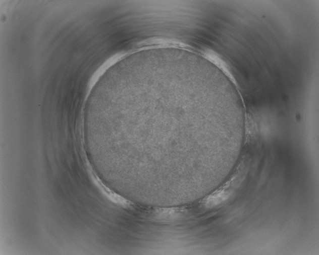 X0000067901098200605111911