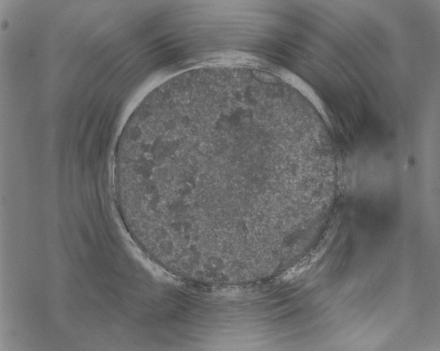 X0000067901099200605111911