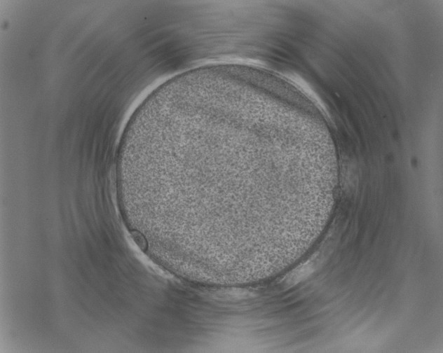 X0000067901100200605111911