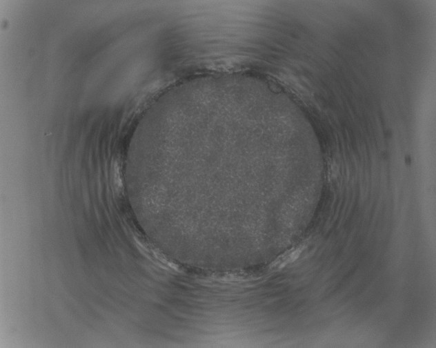 X0000067901106200605111910