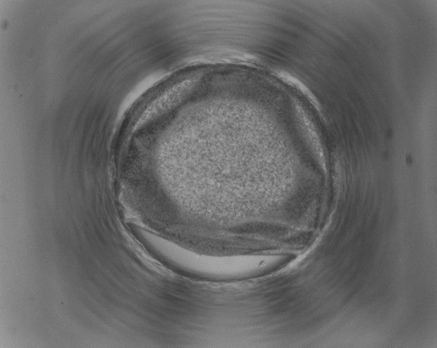 X0000067901114200605111910