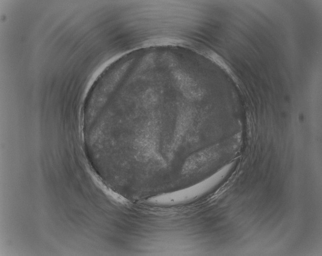 X0000067901124200605111910