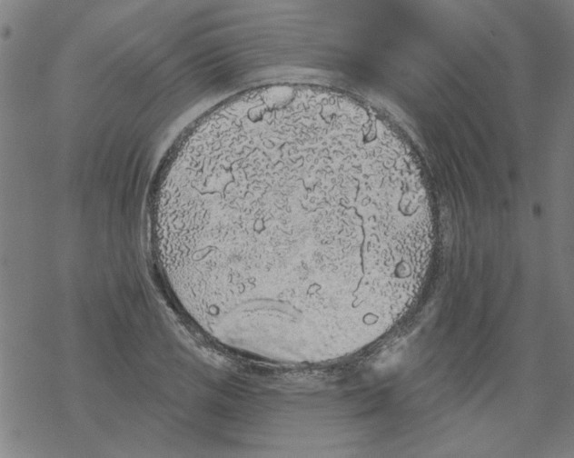 X0000067901125200605111910