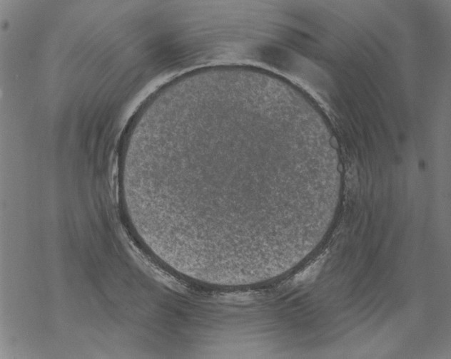 X0000067901126200605111910